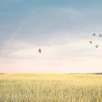 fields - Birds flying over